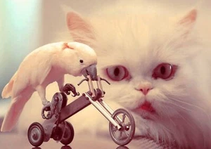 PARROT & CAT - Animals Poster Picture Print Sizes A5 to A0 **FREE DELIVERY** - Picture 1 of 7