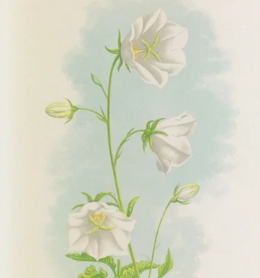Botanical print CAMPANULA CARPATICA Wooster Woodblock colour 1872 - Image 1 of 3