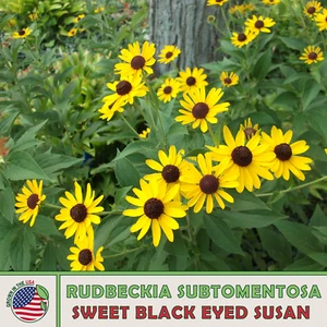 200 Sweet Black Eyed Susan Seeds, Rudbeckia subtomentosa, Native Wildflower - Picture 1 of 2