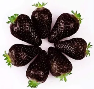 BLACK STRAWBERRY SEEDS, 50 SELECTED SEEDS + FREE - Picture 1 of 3