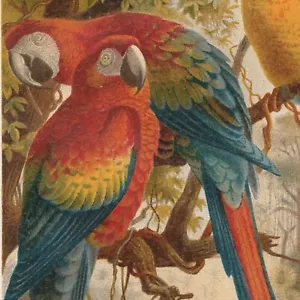 PARROTS Antique Print 1890 Original ChromoLithograph psittacines Birds Animals - Picture 1 of 5