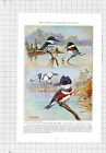 USA Kingfisher Belted Texas Bird Allan Brooks - c.1936 Book Print / Cutting