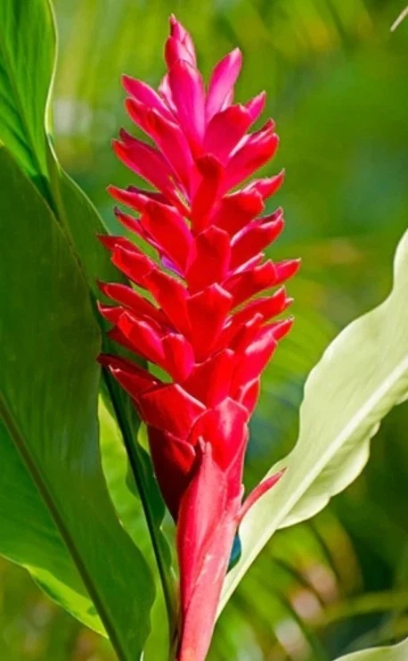 3 rizomas de jengibre rojo para plantar excavados cuando se pide jardín orgánico Foto 1 de 1