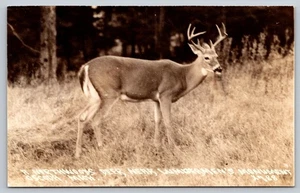 Postcard RPPC Michigan Oscoda Northwoods Deer Lumberman's Monument c1940s MI - Picture 1 of 2
