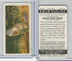 FC34-3 Brook Bond, Animales América del Norte, 1960, #42 Franklin Gr. Ardilla - Imagen 1 de 1