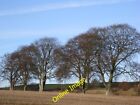 Photo 6x4 Beeches near Thornhill Station Nithbank Arable land in Nithsdal c2012