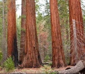 Sequoiadendron giganteum - - SEQUOIA GIGANTE ALBERO - Bild 1 von 7
