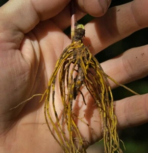 Goldenseal Living Roots for transplanting, 10,20,50, or 100 count bundles avail. - Picture 1 of 6