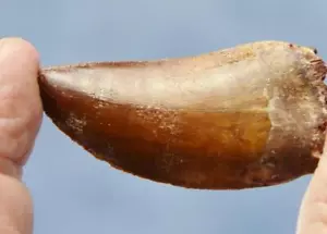 Grande dente africano Carcharodontosaurus T-rex 2,4" 61mm fossile 100 myo 508bb - Foto 1 di 14