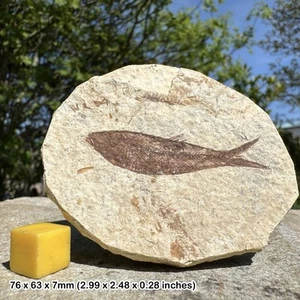 Fossil Small Fish - Eocene - USA - Genuine Fossil with COA - Picture 1 of 1