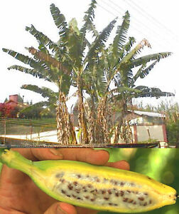 SAMEN lecker toll Riesen-Bananen-Palme schnellwüchsige frostharte Garten-Pflanze