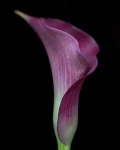 Espectacular impresión floral de bellas artes de 8 X 10" de Calla Lily - Imagen 1 de 1