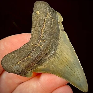 Ancestral Megalodon Shark Tooth (Otodus angustidens) 2.42" real authentic fossil - Picture 1 of 6