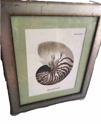 COASTAL SEASHELL Picture Framed  24” x 20” Tropical Palm Beach Home Decor - Image 1 of 4