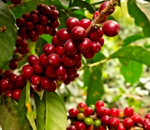 2000+ Geisha Green Tip Coffee Seedss (Coffea sp.) Gesha Coffee Bean - Picture 1 of 6