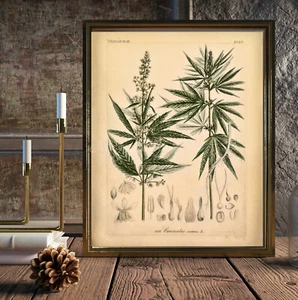 Cannabis Sativa medizinisches Marijuanna männliche weibliche Blätter Samen Gras Kunst Poster - Bild 1 von 4