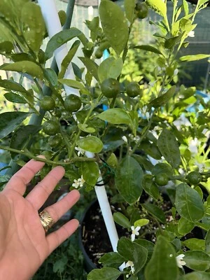 Calamondin/Calamansi listo para producir (marcot/airlayer) maduro en vivo Foto 1 de 4