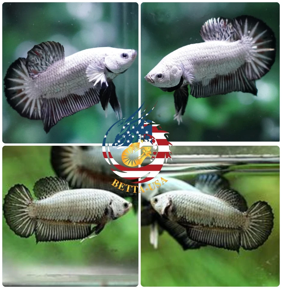 1 TRÍO - Pez Betta Vivo Alta Calidad Media Luna Cartel HMPK Dragón Negro Foto 1 de 1