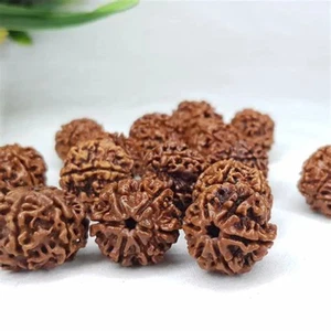 6 Mukhi Rudraksha Beads 6 Face Rudraksh Nepal Origin 200% Real Energized -10 Pcs - Picture 1 of 4