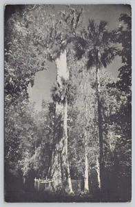 Florida's Big Tree Cypress Tree Between Sanford & Orlando Chrome Postcard - Imagen 1 de 2