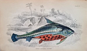 Doras castaneoventris Wels Stahlstich handkoloriert 1843 Lizars Fishes of Guyana - Picture 1 of 2