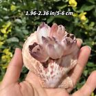 1pc Lila See Lotus Muschel Shell Natrlich Muschel Hermit Krabben Probe 5-10CM