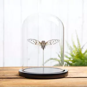 Taxidermia Cicada Fantasma Blanco en Cúpula de Cristal (Ayuthia spectabilis) - Imagen 1 de 9