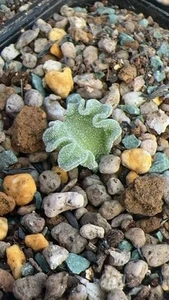 Eriospermum titanopsoides, Rare Caudex, Succulent, 01/04/2025 - Picture 1 of 2