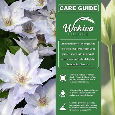 Clematis Tranquilite - Plantas iniciadoras vivas en macetas de 2 pulgadas - Arranque... Foto 1 de 4