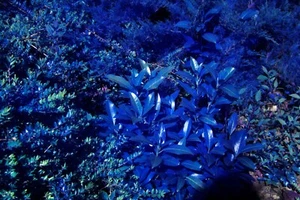 INFRARED Nikon D40x! RICH FALSE COLOR IR | CCD 10MP | Full spectrum IR DSLR - Picture 1 of 22