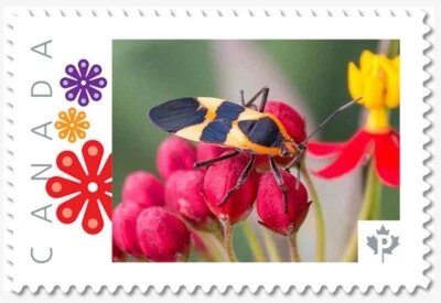 cp. BUG PRETO E AMARELO = Selo postal foto MNH Canadá 2019 p19-01s19 - Imagem 1 de 2