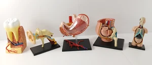 4D Master STOMACH, TOOTH, EAR, TORSO, PREGNANCY Educational Human Anatomy Models - Picture 1 of 14