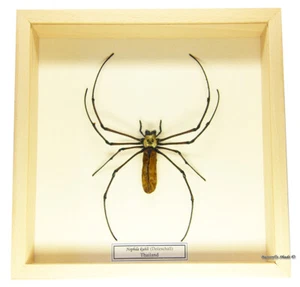 REAL MOUNTED FRAMED SPIDER - Nephila kuhli - BLACK WOOD SPIDER - Picture 1 of 3