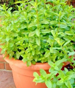 301+SPEARMINT Seeds Organic Herb Mint Tea Patio Container Vegetable Garden Easy - Picture 1 of 12