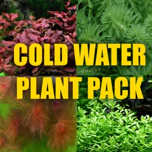 Cold Water Aquarium plant package perfect for cold water Aquariums - Picture 1 of 6