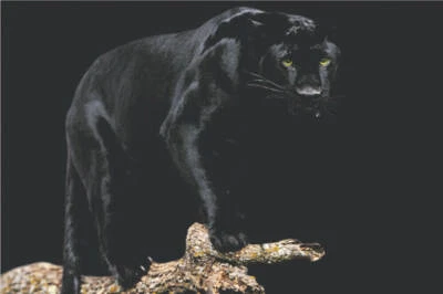 Black Panther Poster 36.5" x 24.5" Laminated - image 1 of 3