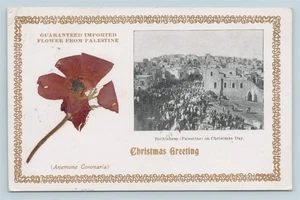 Weihnachtsgruß - Echte Trockenblumen Bethlehem Palästina 1907 Postkarte - Bild 1 von 2