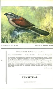 Publicité ancienne pharmaceutique Tensitral oiseau Cougal à sourcil blanc 1950 - Picture 1 of 2