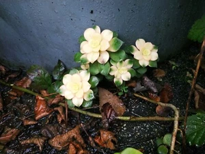 A succulent that changes colour through the seasons (Aeonium spp.) 6 cuttings - Picture 1 of 7