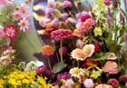 50x Mélange Schmetterlingsblumen Spécifiquement Mix - Fleurs de Prairie Graines