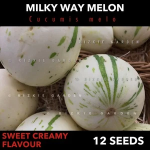 Milky Way Melon, Hybrid, Fruit Seeds, Cucumis melo, Amarillo melon x 12+ Seeds - Picture 1 of 10