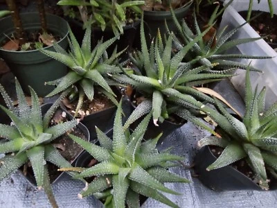 Haworthia Attenuata *concolor* - Image 1 of 4