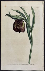 Curtis - Fritillaria de hoja ancha. Revista botánica 853 - 1803 - Imagen 1 de 1