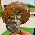 1.88Lb Rare! Natural Tentacle Ammonite Fossilspecimen Shell Healing Madagascar