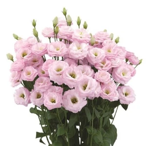 Lisianthus Seeds Lisianthus Arosa 3 Pink Cut Flower - Picture 1 of 1