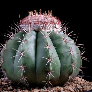 Seltene Melocactus Kakteen Samen Mischung - Kakteengarten - Azureus, Matanzanus usw. - Bild 1 von 5