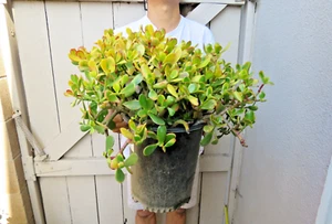 Crassula Ovata Hummel Sunset Golden Jade Succulent Great for bonsai - Picture 1 of 8