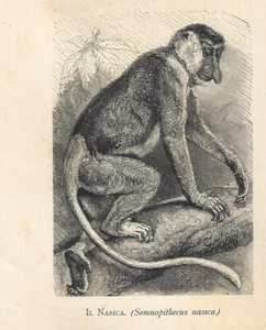 Stampa antica SCIMMIA NASICA Nasalis larvatus 1884 Antique Print - Picture 1 of 1