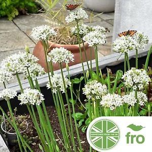 PREMIUM - GARLIC CHIVES - 600 SEEDS - CHINESE CHIVES GARLIC - FAST UK DISPATCH ✅ - Picture 1 of 1