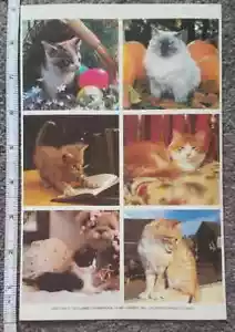 1987 ATTUALE foglio adesivo vintage gatti jumbo fotografie GRANDE 5 3/4" x 9" - Foto 1 di 1